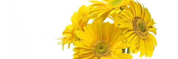 Cztery małe gerbery